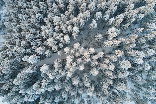 Vista aerea dall'alto verso il basso della foresta di pini sempreverdi innevata dopo abbondanti nevicate nei boschi di montagna invernali in una fredda giornata tranquilla.