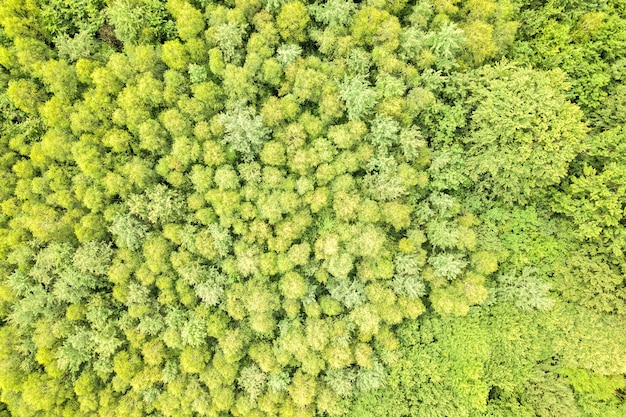 Vista aerea dall'alto verso il basso della foresta estiva verde con tettoie di molti alberi freschi.