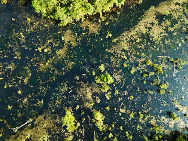 Vista aerea dall'alto verso il basso Vista del drone sulla palude o sul lago all'alba o al tramonto Incredibile vista della natura al mattino al lago radice di Klong Krabi Thailandia