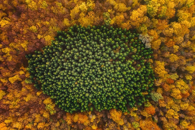 Vista aerea degli alberi che crescono nella foresta durante l'autunno