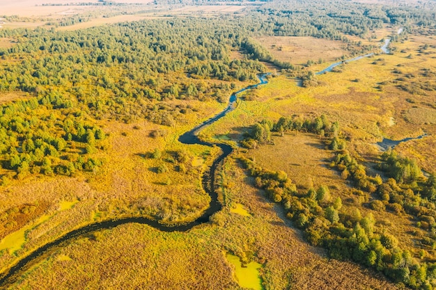 Vista aerea degli alberi che crescono nella foresta