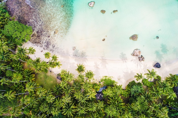 Vista aerea degli alberi e della spiaggia