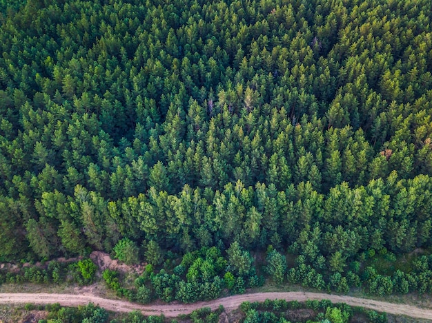 Vista aerea degli alberi nella foresta