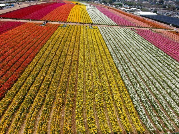 Vista aerea dei campi di fiori. il turista può godersi le colline del colorato flusso di Ranunculus gigante