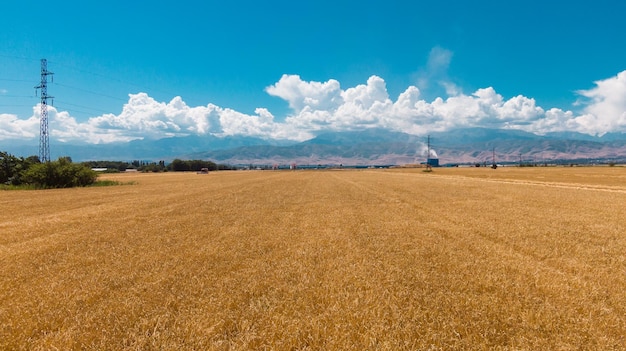 Vista aerea dei campi di orzo maturo