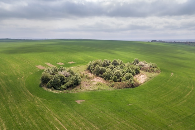 Vista aerea dei campi verdi di agricoltura in primavera con vegetazione fresca dopo la semina della stagione.