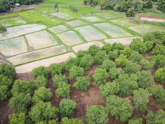 Vista aerea dei campi verdi di tamarindo natura fattoria agricola sfondo, albero di tamarindo vista dall'alto e risaie verdi asiatiche dall'alto delle colture in verde, albero di vista a volo d'uccello