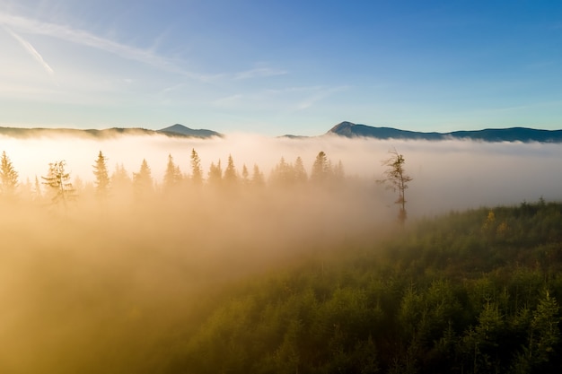 Vista aerea dei pini verde scuro nella foresta attillata con i raggi dell'alba