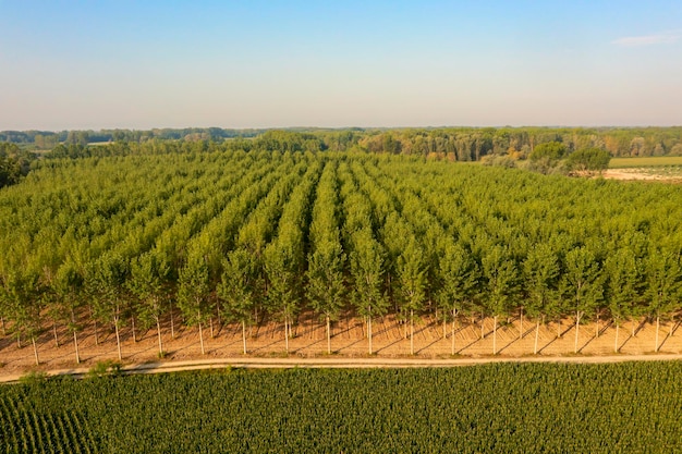 Vista aerea dei pioppi nella campagna italiana