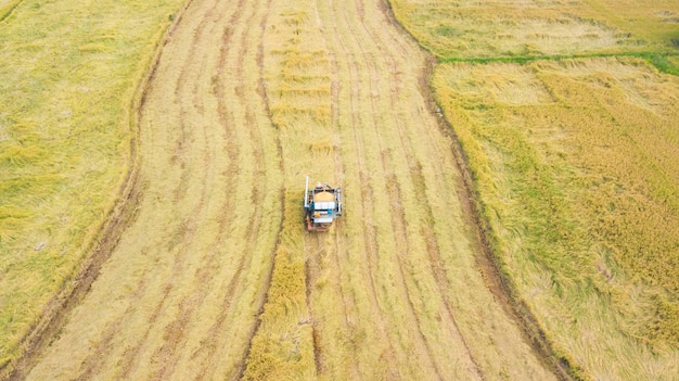 Vista aerea del camion che raccoglie riso nel campo, Tailandia