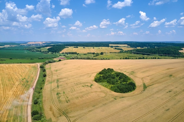 Vista aerea del camion del carico del camion che guida su strada sterrata tra i campi di grano agricolo Trasporto di grano dopo essere stato raccolto dalla mietitrebbia durante la stagione di raccolta