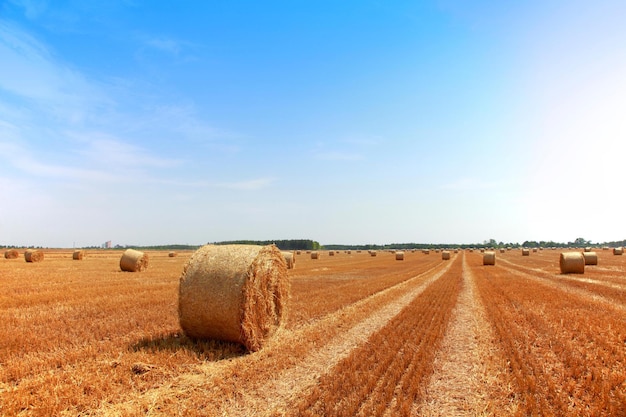 Vista aerea del campo d'oro Splendidi paesaggi agricoli