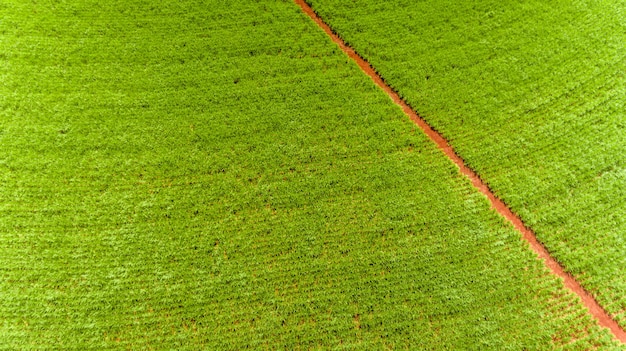 Vista aerea del campo della piantagione della canna da zucchero con la luce del sole. Industriale agricolo