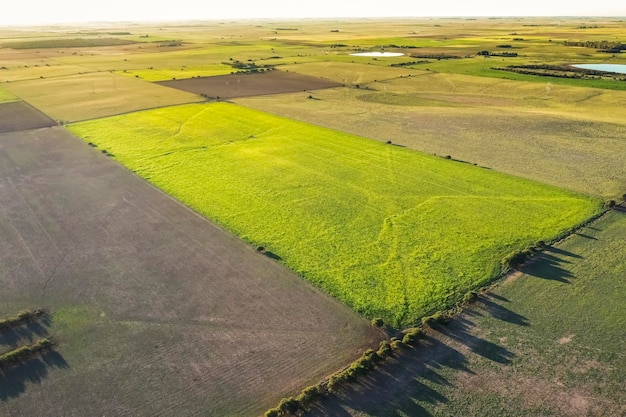 Vista aerea del campo di coltivazione del mais Provincia di Buenos Aires Argentina