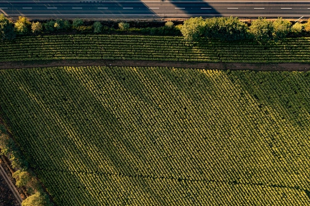 Vista aerea del campo di coltivazione del tabacco in Cile Vista dall'alto dal drone