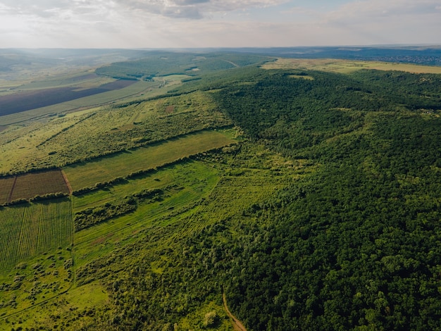 Vista aerea del campo di colture di mais di campi agricoli dal punto di vista del drone e un volo di piccolo lago sopra il paesaggio del prato del campo di grano di terreni agricoli