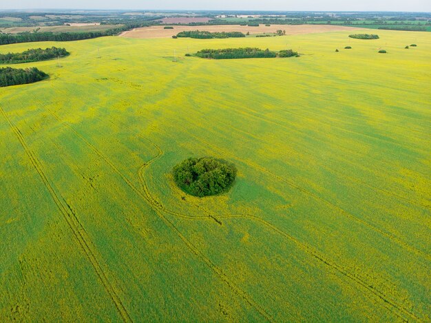 Vista aerea del campo di colza coltivato da drone pov