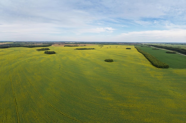 Vista aerea del campo di colza coltivato da drone pov