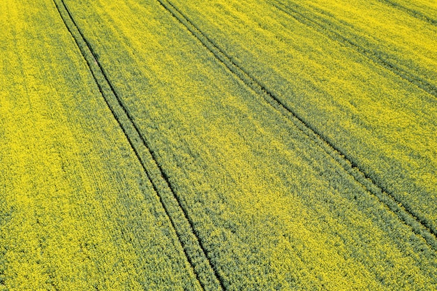 Vista aerea del campo di colza gialla. Campi agricoli vista aerea.