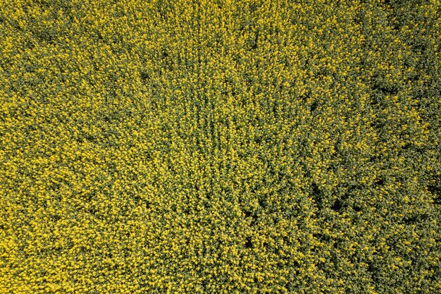 Vista aerea del campo di colza giallo. Campi agricoli di vista aerea.