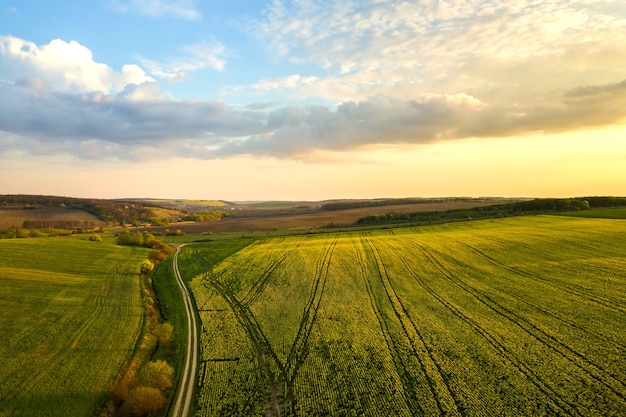 Vista aerea del campo di fattoria agricola verde brillante con piante di colza in crescita e strada sterrata di fondo