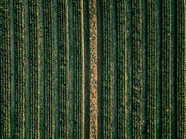 Vista aerea del campo di file di cavolo nel paesaggio agricolo in Finlandia