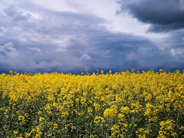 Vista aerea del campo di fiori di colza primaverile