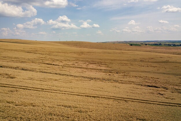 Vista aerea del campo di grano giallo agricoltura pronto per essere raccolto a fine estate.