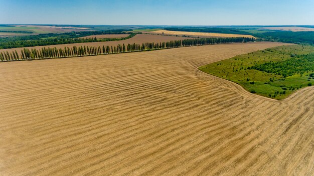 Vista aerea del campo di grano giallo.