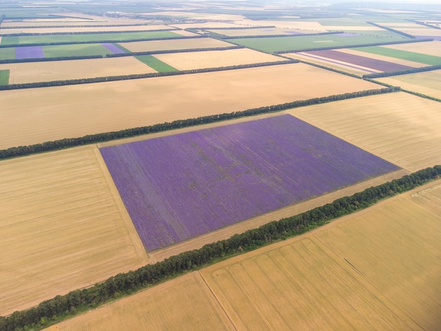 Vista aerea del campo di lavanda al giorno d'estate