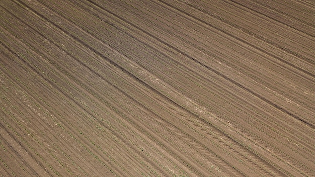 Vista aerea del campo di mais. Vista dall'alto campo di mais primaverile.