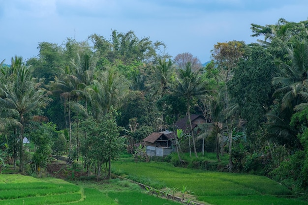 Vista aerea del campo di riso verde con la casa del contadino vicino ai boschi in Indonesia