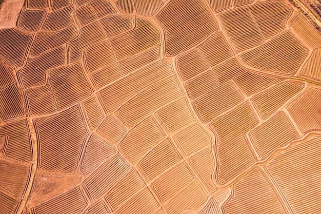 Vista aerea del campo di terreno agricolo della scanalatura del terreno che si prepara per la coltivazione in terreni agricoli in campagna