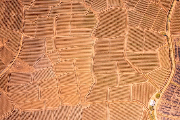 Vista aerea del campo di terreno agricolo della scanalatura del terreno che si prepara per la coltivazione in terreni agricoli in campagna