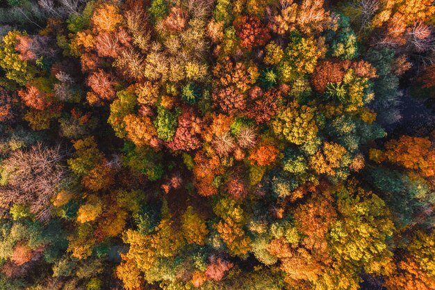 Vista aerea del drone della foresta autunnale Alberi con foglie colorate di arancione rosso giallo e verde