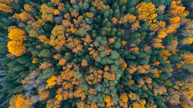 Vista aerea del drone della foresta autunnale