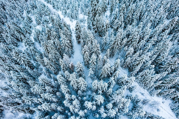 Vista aerea del drone di abeti coperti di neve nel paese delle meraviglie invernali