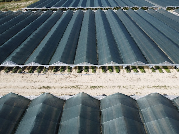 Vista aerea del drone di enormi aree di serra per la coltivazione di fragole in serra agricoltura agricoltura