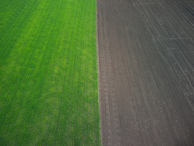 Vista aerea del drone di un campo verde di germogli di grano e terreno arato.