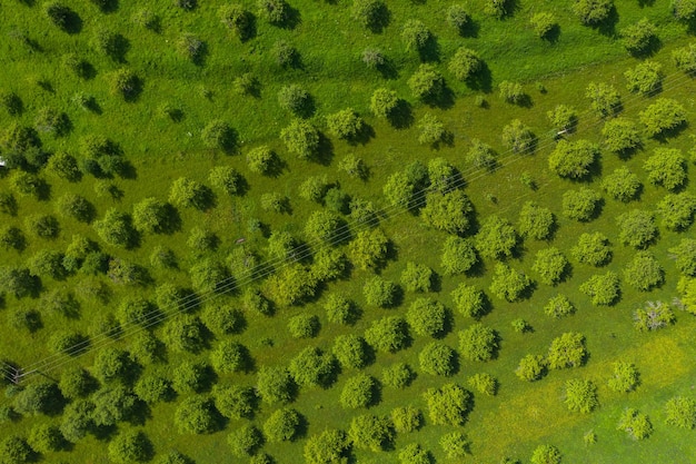 Vista aerea del drone di un frutteto di mele