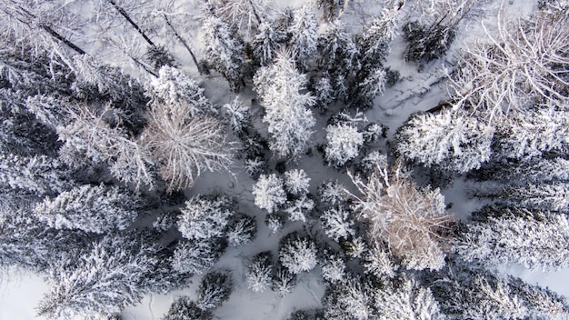 Vista aerea del drone nella foresta di montagna paesaggio invernale innevato abeti e pini ramo di un albero innevato dentro