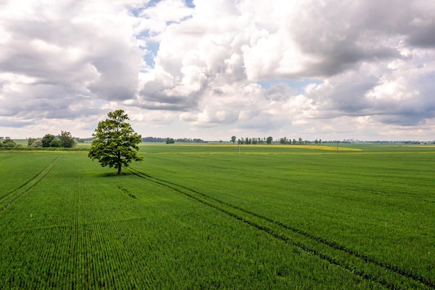 Vista aerea del drone sull'albero nel mezzo di un concetto di campo agricolo verde dell'industria agraria