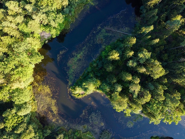 Vista aerea del fiume e della foresta verde