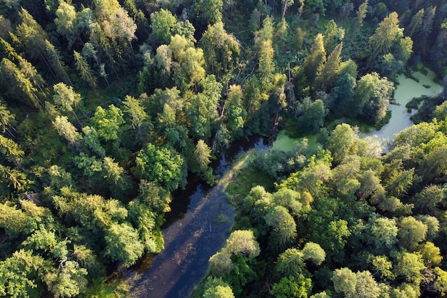 Vista aerea del fiume e della foresta verde