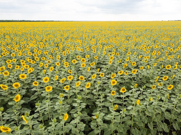 Vista aerea del fuco del giacimento del girasole con le nuvole