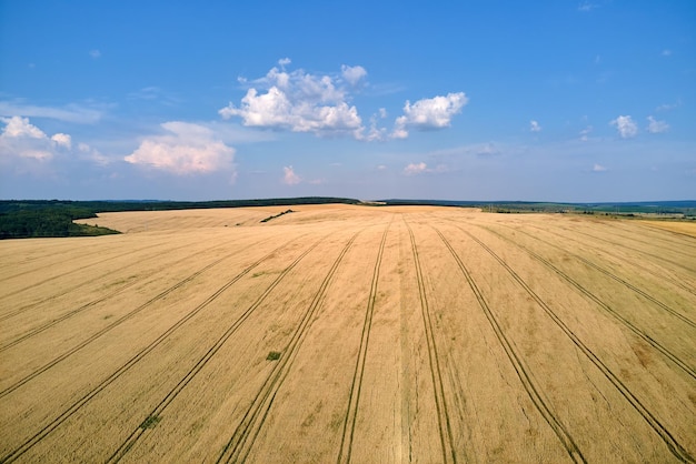 Vista aerea del paesaggio del campo agricolo coltivato giallo con grano maturo in una luminosa giornata estiva