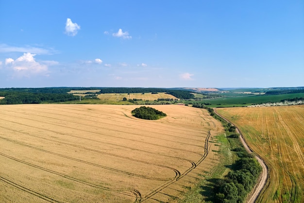 Vista aerea del paesaggio del campo agricolo coltivato giallo con grano maturo in una luminosa giornata estiva