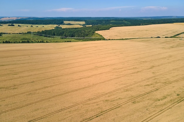 Vista aerea del paesaggio del campo agricolo coltivato giallo con grano maturo in una luminosa giornata estiva