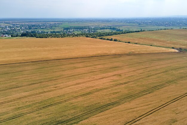 Vista aerea del paesaggio del campo agricolo coltivato giallo con grano maturo in una luminosa giornata estiva