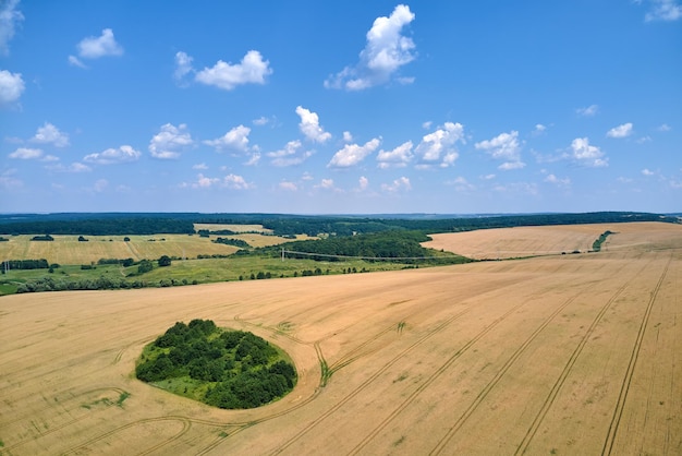 Vista aerea del paesaggio del campo agricolo coltivato giallo con grano maturo in una luminosa giornata estiva